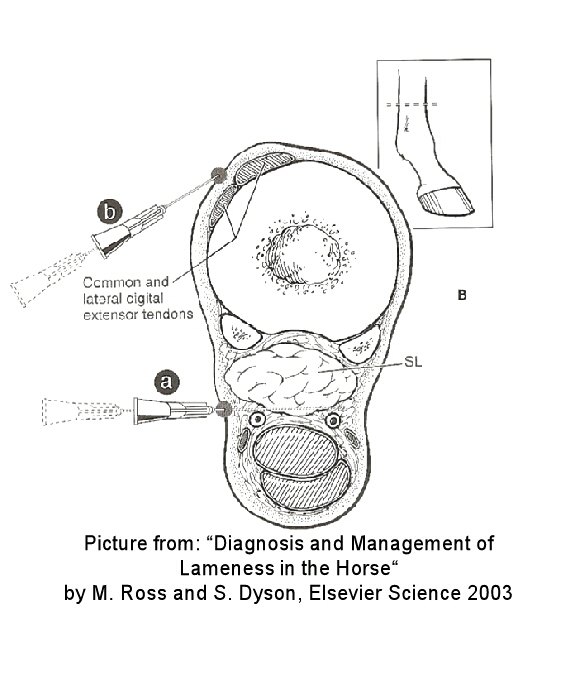 Regional anesthetic in equine lameness